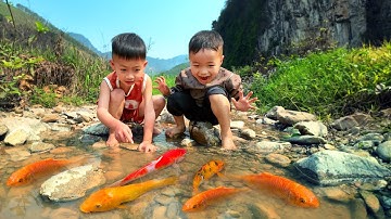 Em ổi đuổi bắt cá vàng - Kết quả tuyệt vời với những chú cá xinh đẹp #cávàng #fishing #tìmbắtcávàng