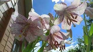 Uyda jinsiy aloqada ginekolog Qisqa xorlash porno videolarini tomosha qiling