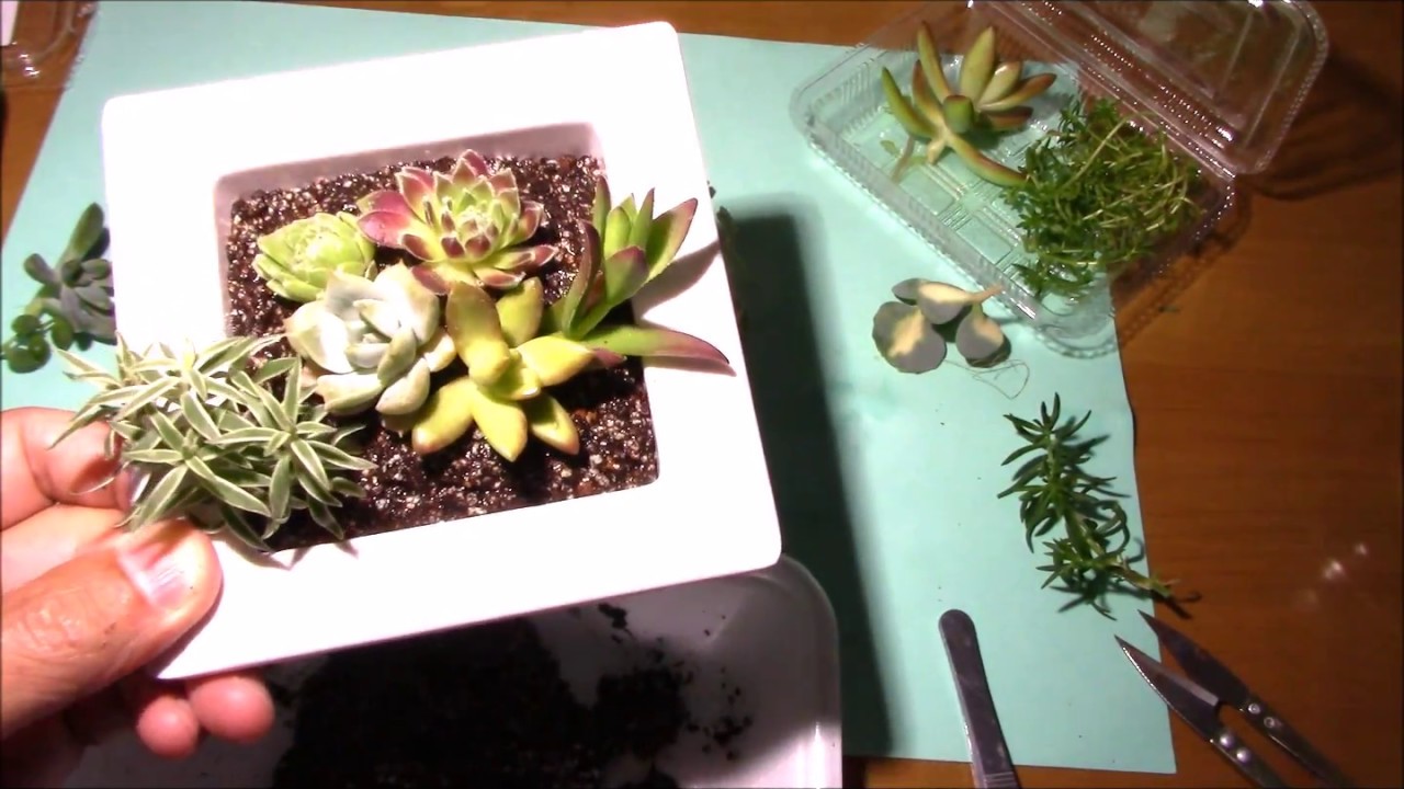 百均セリアの壁掛けプランタで多肉植物の寄せ植えsucculent Plants Video Youtube