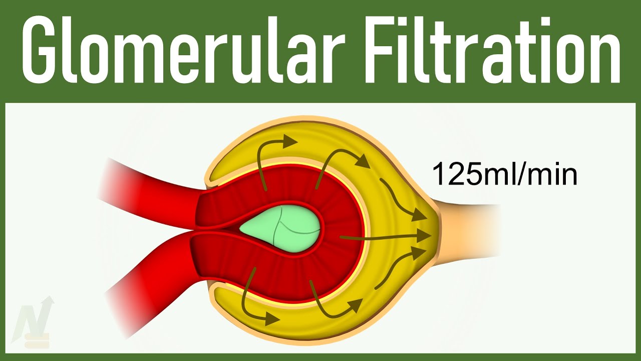 07 Glomerular Filtration YouTube