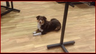 Hamster | Mini Australian Shepherd | Off-leash reliable dog training in Lincoln, Nebraska by Nebraskadogtrainers.com 49 views 2 months ago 5 minutes, 37 seconds