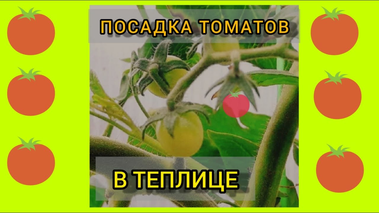 Помидоры для посадки в теплице лучшие сорта. Помидоры для посадки в теплице лучшие сорта