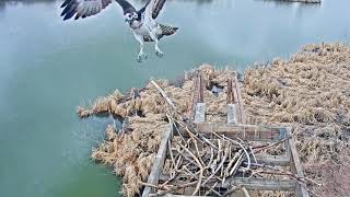 2021-03-26 Female (mom?) lands on the cam platform