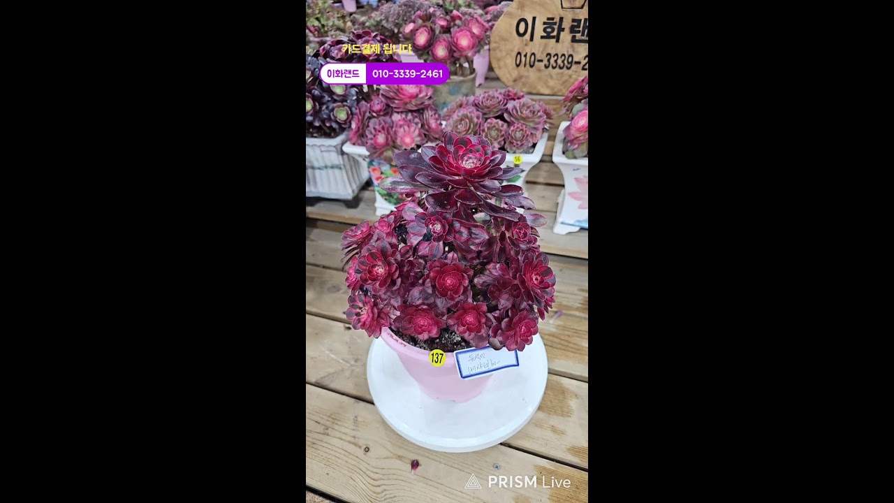 다남다육 (이화랜드) 라이브 스트리밍 중010-3339-2461문자주세요. 인천계양구이화동258-1