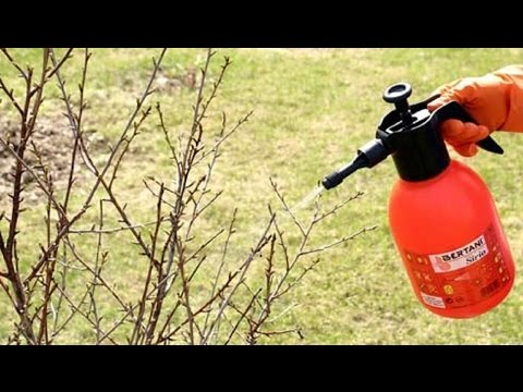 166. Опрыскивание сада весной.