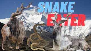 Markhor goat | Magnificent Wild Goat With Corkscrew Horns | The Snake -Eater Goat | Himalayan Goat