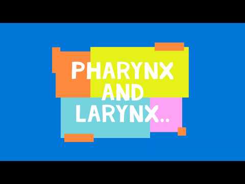 Video: Unterschied Zwischen Pharynx Und Larynx