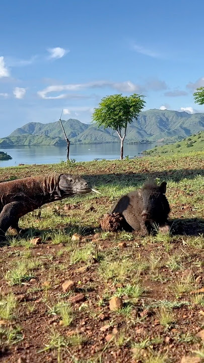 Komodo eating a pig alive