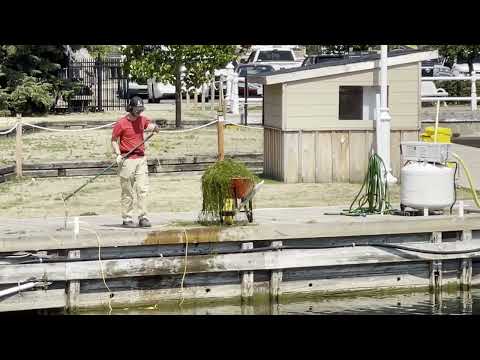 August 16, 2025 Weed Problem Cobourg Harbour