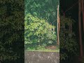 #rain #mousam #feelings #reelsvideo #viralshorts