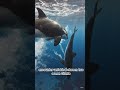 Epic Sea Battle: Shark vs Whale – Who Wins?#SharkVsWhale #OceanBattle #EpicWildBattles #SeaCreature.