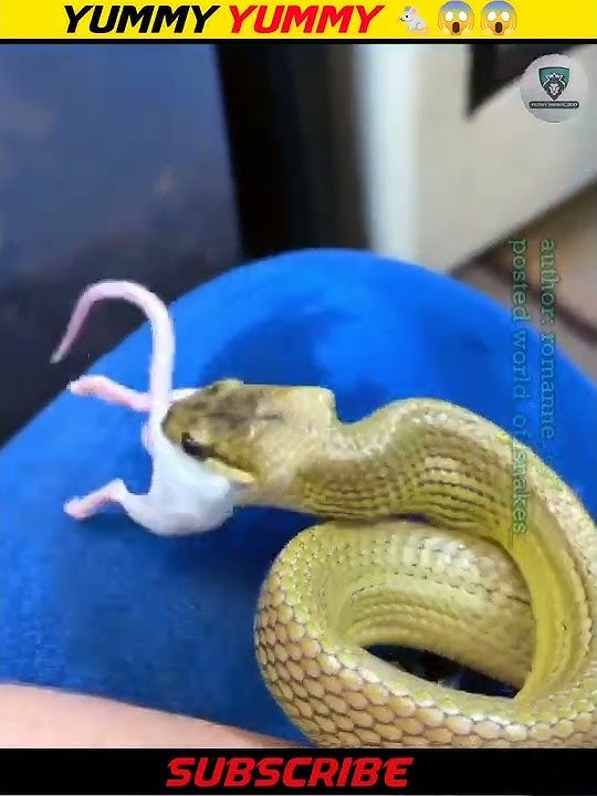 Wow😱 Snack eating rat Oooo my god😲😱😱 Very Hungry Snack🐍🐍|| #shorts viral #snake #funnyanimalzoo