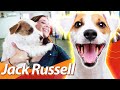 JACK RUSSELL TERRIER: Ligados no 220V | Cachorro do Máskara