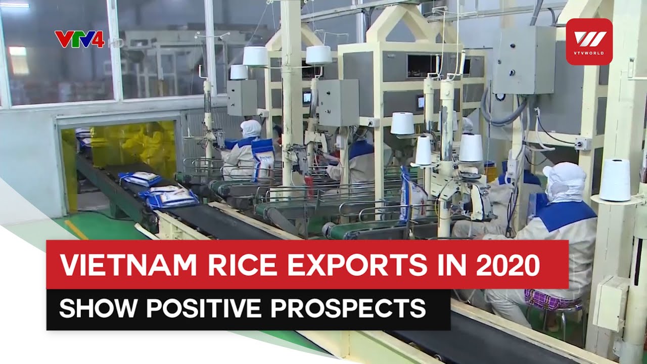 Vietnam Rice Exports In 2020 Show Positive Prospects | VTV World