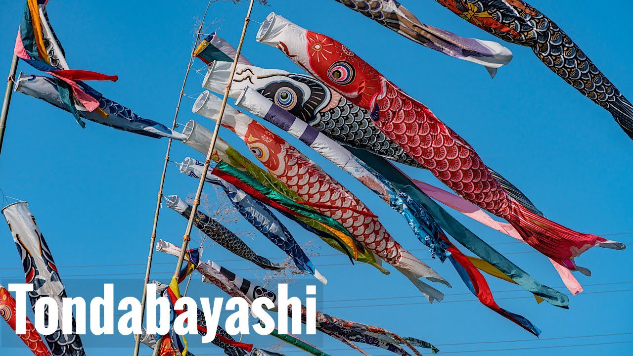 富田林石川河川敷の鯉のぼり Osaka Walk - Carp Streamers on the