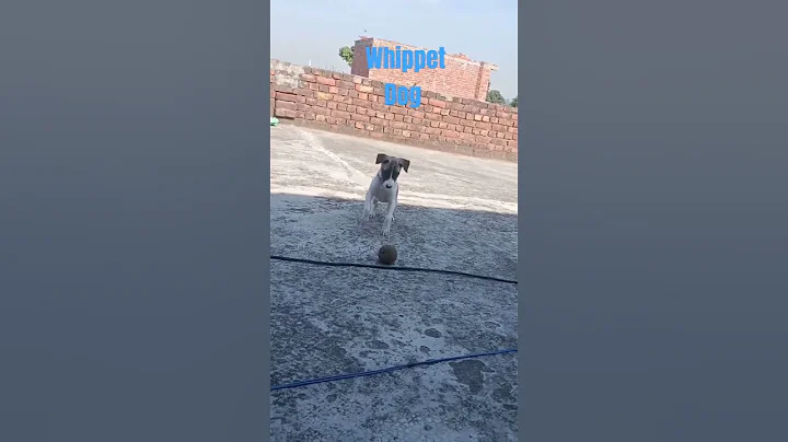 Whippet Dog breed #short