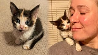 Woman Couldn't Forget Rescued Kitten And Drove Many Hours To Adopt Her