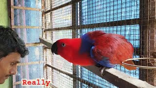 Most Beautiful Creature Eclectus Parrot Breeding / Birds Care And Feeding Proper Guide.