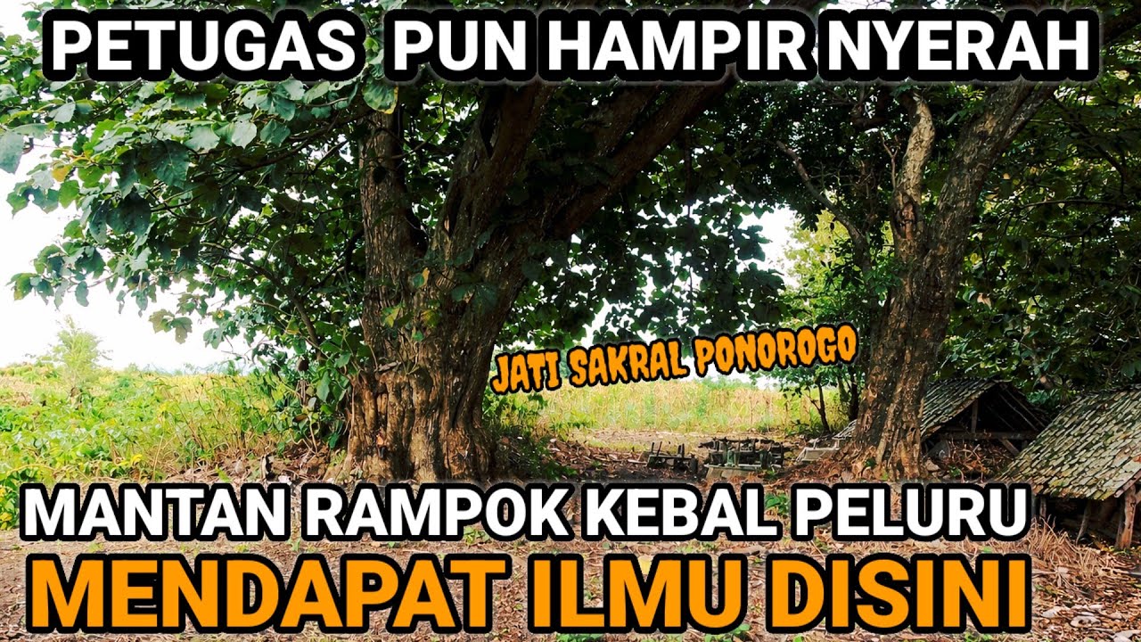 KAYU JATI RAKSASA PONOROGO‼️DIYAKINI UNTUK MENDAPAKATKAN  ILMU HITAM