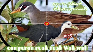 Suara pikat ruak ruak campur suara tikusan sawah