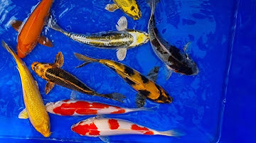 Cá Koi, Cá chép phụng, Koi bướm Màu