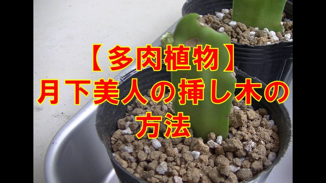 確認用月下美人 挿し穂 枝 観葉植物 多肉植物 月下美人の挿し木の方法 - YouTube