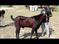 Outstanding  Giant Goats - Biggest Beetal Goats of Sahiwal Pakistan 2019