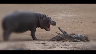 Crocodile Vs Hippo, Hippo Attacks And Kills Crocodile