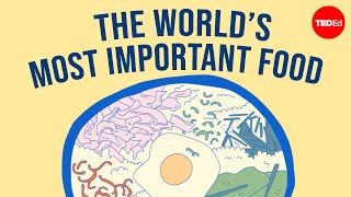 Why is rice so popular? - Carolyn Beans by TED-Ed 542,197 views 3 months ago 4 minutes, 53 seconds
