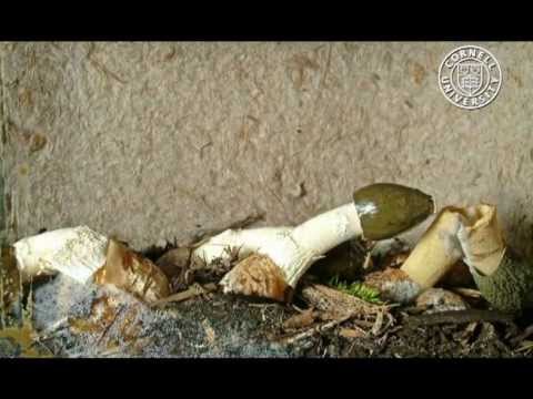 Dictyophora Duplicata And Phallus Ravenelii, Stinkhorn Mushrooms