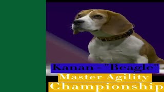 Watch Beagle's Impressive Performance in the Master Agility Championship