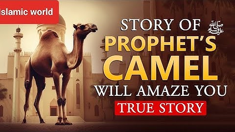 Camel 🐪(qaswa) of the Holy MUHAMMAD ♥️ (PBUH) | Islamic stories| animal | Legacy of qaswa