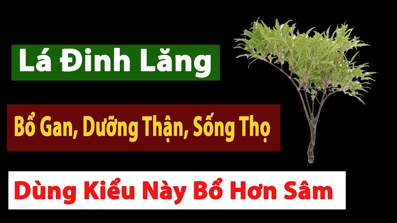 Lá Đinh Lăng: Nhân Sâm Của Người Nghèo – Bổ Gan, Dưỡng Thận, Sống Thọ Không Cần Thuốc Tây