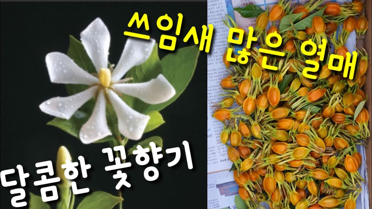 치자나무 달콤한 꽃향기에 쓰임새 많은 열매까지 정원수로 좋은 나무 - YouTube