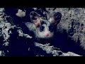 Opossum and Scorpion Interactions