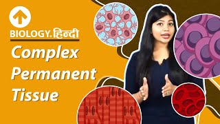 Complex Permanent Tissue | Hindi | Xylem | Phloem | Structural Organisation In Plants | Biology
