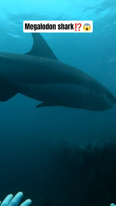 woww ‼️ is this a megalodon shark?? #shorts #viral #sea #megalodon #shark #fish