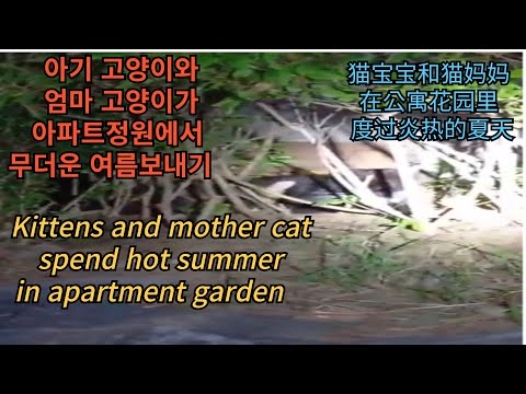 아기 고양이와 엄마 고양이가  아파트정원에서  무더운 여름보내기...<strong>Kittens</strong> and mother cat spend hot summer in apartment garden