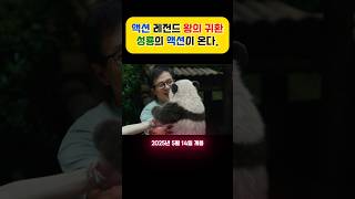 영화 판다플랜 성룡이 돌아왔다. 화끈한 액션과 감동! 2025년 5월 14일 개봉! #성룡  #판다 #액션영화