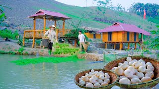 Санг Ви и его семья собирают яйца на ферме площадью 3000 квадратных метров, выращивают
