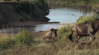 white bearded gnu /wildebeest @ Mara river