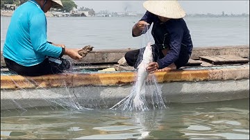 Lưới cầm dính toàn cá khủng - Sông Nước Cửu Long