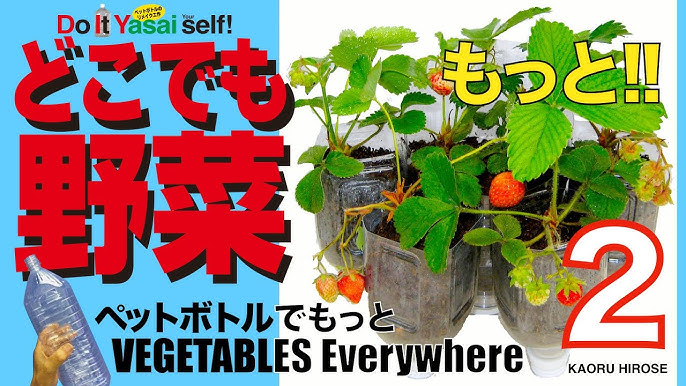 どこでも野菜2 ペットボトルでイチゴ栽培 Everywherevegetables2 Youtube