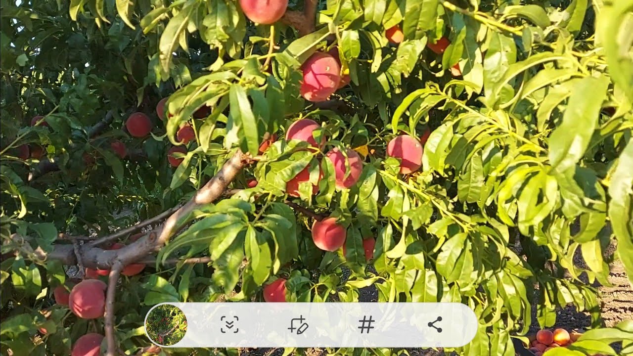 Урожай персика 