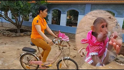 Baby Monkey Na And Mom Hang Out In The Afternoon By Bicycle