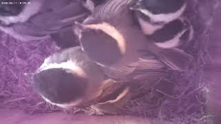 Ep. 30: Very Active Chicks Getting Close to Fledging | Chickadee Nest Box Story 2026
