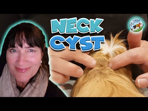 Sebaceous neck cyst removal and treatment at Cavy Central for DK