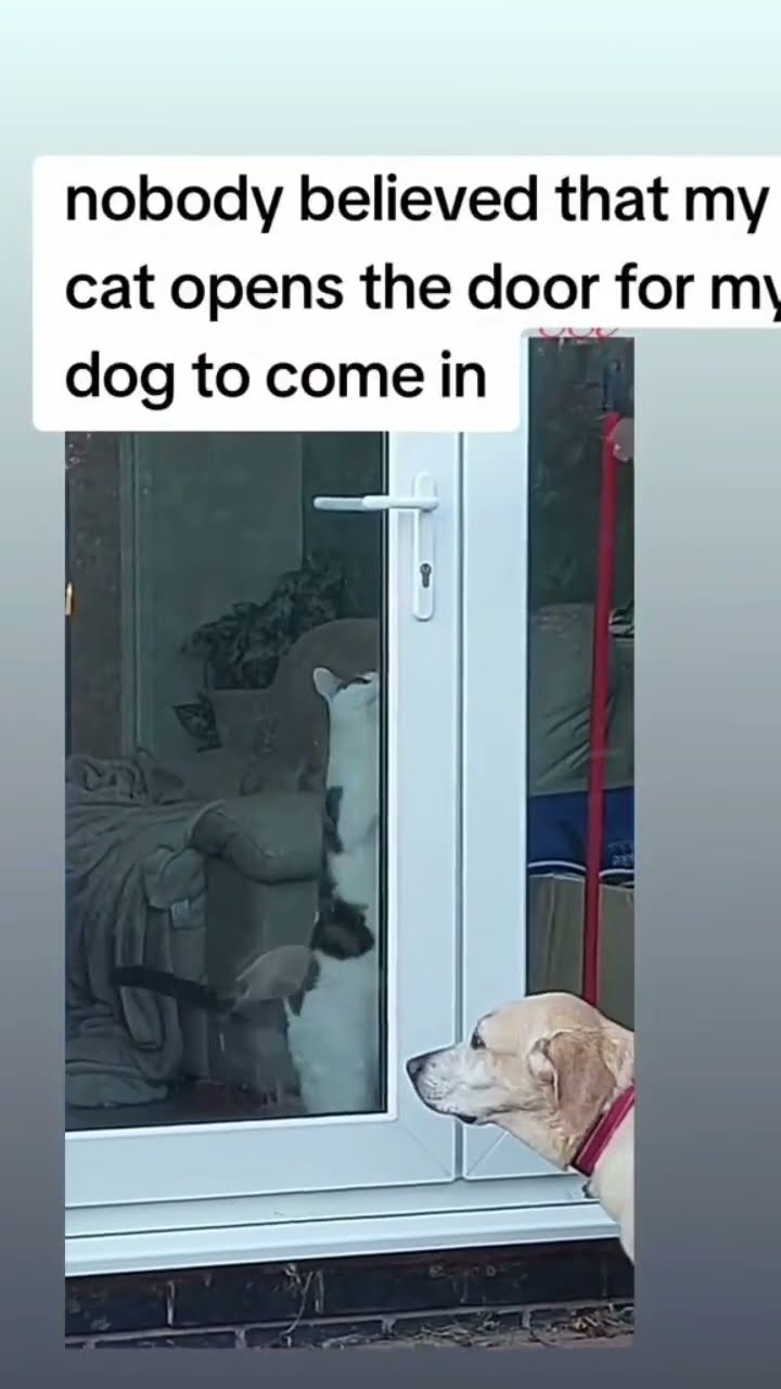 Kittyo opening door for luhh bro with my skin on
