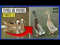 6 Tipos de Patos 🐥 Razas de Patos 🐣 Especies de Patos 📛Parte 3✅🏞