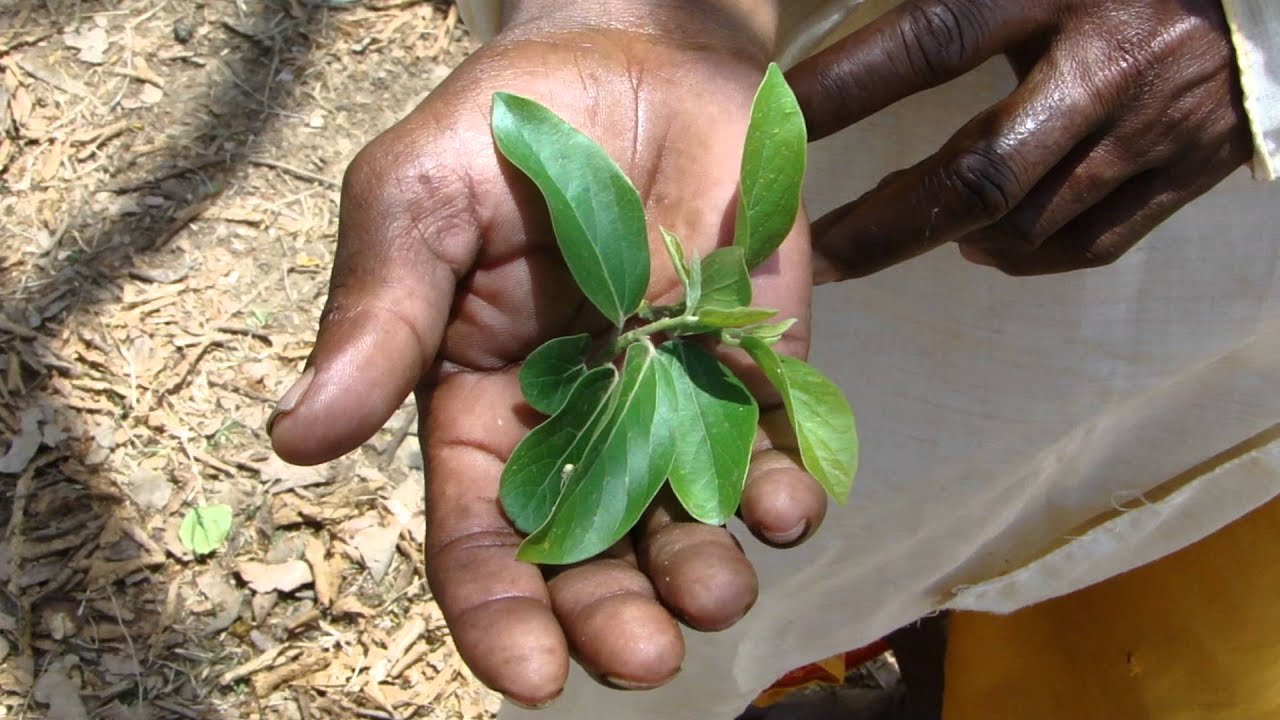 Indigenous Herbal Medicines (Antileprotic activity) Pankaj Oudhia's